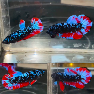 pair-red-chromatic-avatar-hmpk-betta
