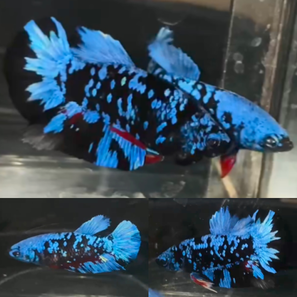 Pair Bluestar Galaxy Avatar HMPK Betta