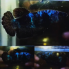 lv_0_20260608223651 Bluestar Galaxy Avatar HMPK Betta Female