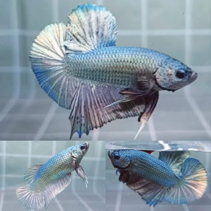 giant-hmpk-betta-male-2