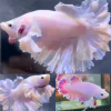 Pair Pink King Feathertail Halfmoon Betta