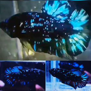 pair-bluestar-galaxy-avatar-hmpk-betta-3
