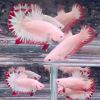 lv_0_20260611061416 Pair Snow Red Dragon HMPK Betta