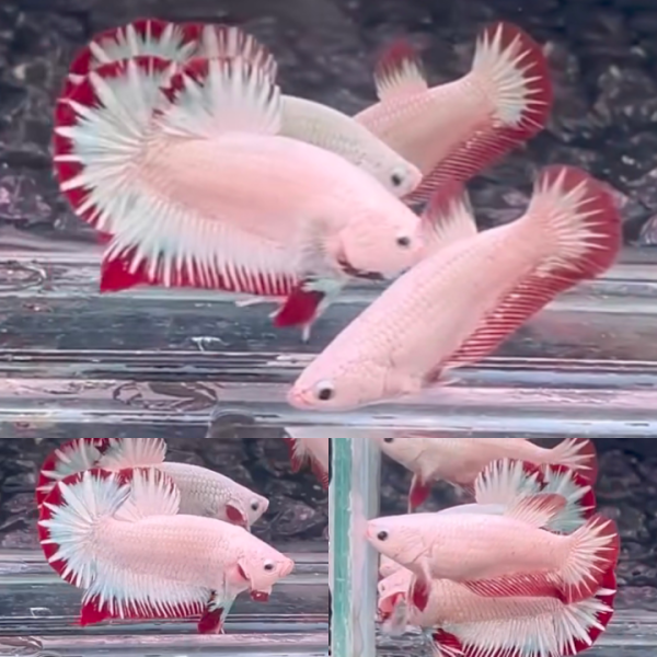 lv_0_20260611061416 Pair Snow Red Dragon HMPK Betta