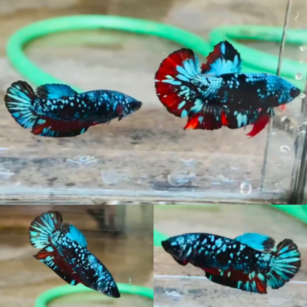 Pair Bluestar Galaxy Avatar HMPK Betta