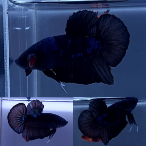 avatar-giant-hmpk-betta-male-4