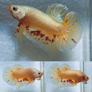 yellow-gold-dragon-vanda-hmpk-betta-male