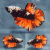 lv_0_20260614162426 Fire Nemo Avatar HMPK Betta Male
