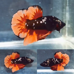 fire-nemo-avatar-hmpk-betta-male-2