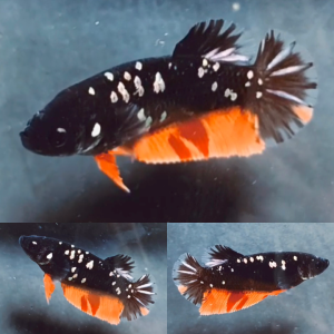 fire-nemo-avatar-hmpk-betta-female