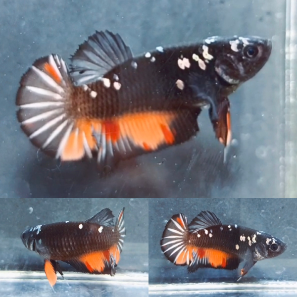 lv_0_20260614172559 Fire Nemo Avatar HMPK Betta Female
