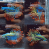 Alien Feathertail Halfmoon Wild Betta Male