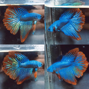 lv_0_20260614174054 Alien Rosetail Halfmoon Wild Betta Male