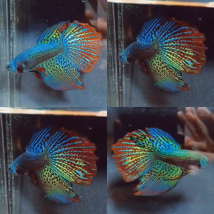 lv_0_20260614174215 Alien Rosetail Halfmoon Wild Betta Male
