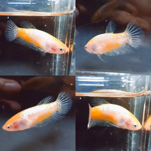 hmpk-betta-male-3