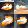 Pair Yellow FCCP HMPK Betta