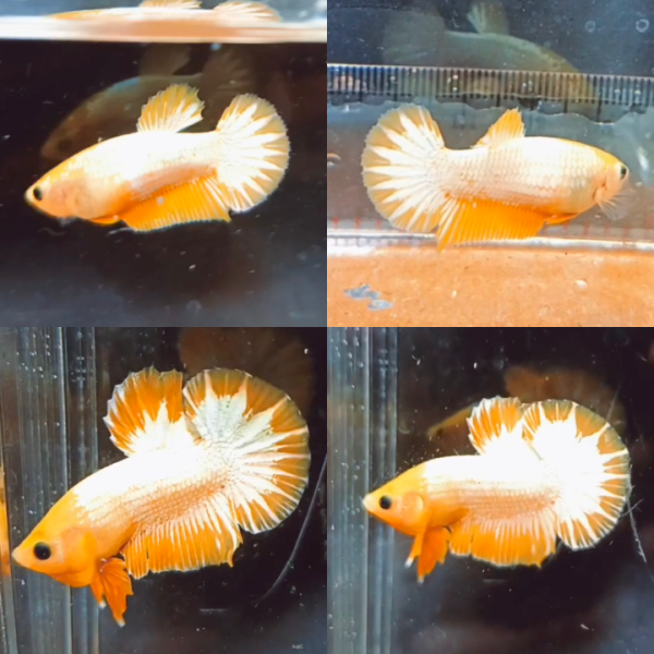 Pair Yellow FCCP HMPK Betta