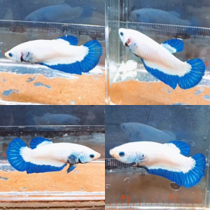 blue-rim-hmpk-betta-female