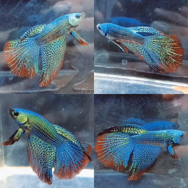 lv_0_20260615071811 Alien Halfmoon Wild Betta Male