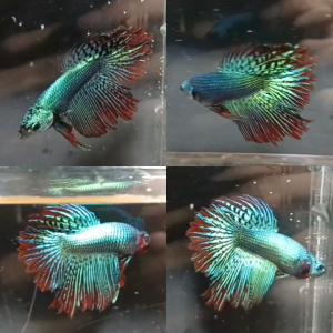 alien-rosetail-halfmoon-wild-betta-male-3