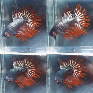 red-copper-crowntail-wild-betta-male