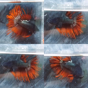 vampire-copper-crowntail-wild-betta-male