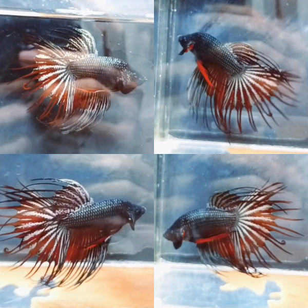 lv_0_20260615163842 Red Copper Crowntail Wild Betta Male
