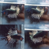 Black Copper Crowntail Wild Betta Male