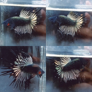 black-copper-crowntail-wild-betta-male