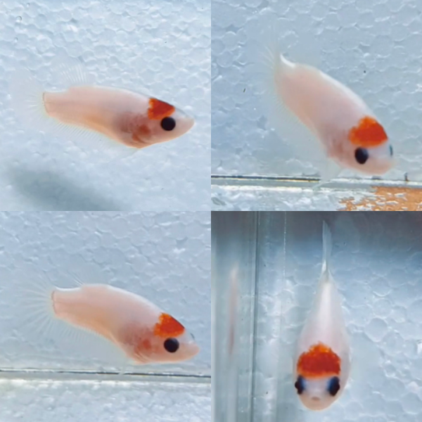 lv_0_20260615213658 Red Tancho HMPK Betta Female
