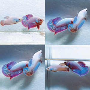 pair-hologram-hmpk-betta