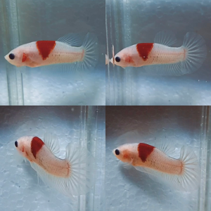 red-tancho-hmpk-betta-male-2