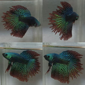 lv_0_20260616121006 Alien Feathertail Halfmoon Wild Betta Male