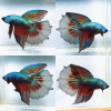 lv_0_20260616132551 Imbellis Halfmoon Wild Betta Male