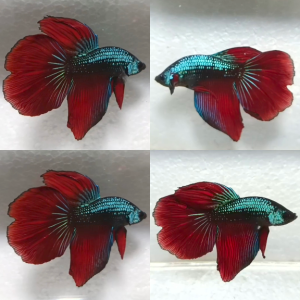 imbellis-halfmoon-wild-betta-male-4