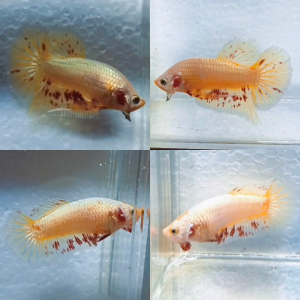 pair-yellow-gold-dragon-vanda-hmpk-betta