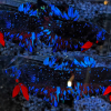 Bluestar Nebula Avatar HMPK Betta Male