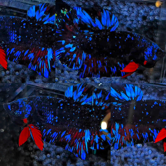 Bluestar Nebula Avatar HMPK Betta Male