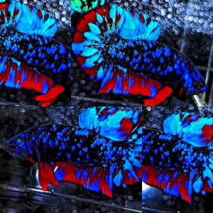bluestar-galaxy-avatar-hmpk-betta-male-4