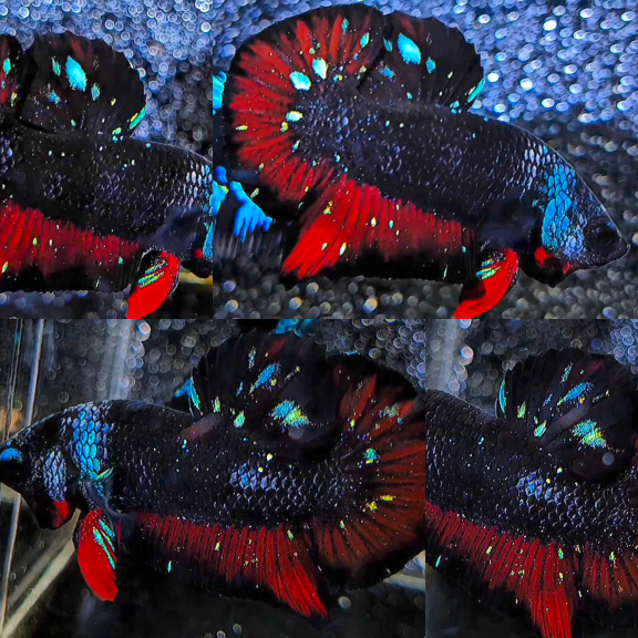 lv_0_20260620152251 Blackstar Avatar HMPK Betta Male