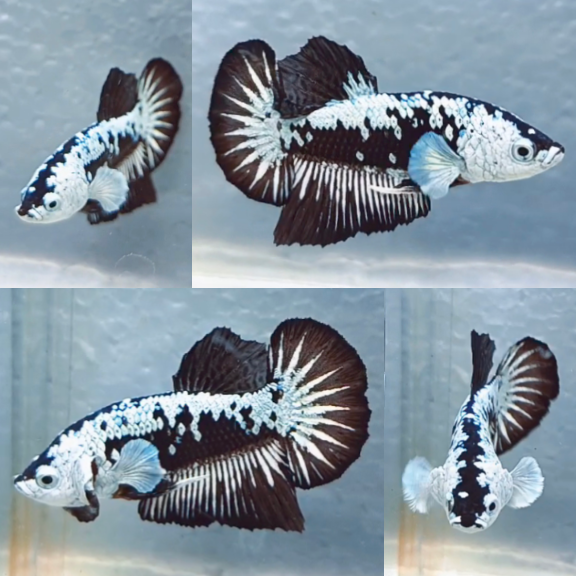 lv_0_20260622211624 Black Mamba HMPK Betta Male