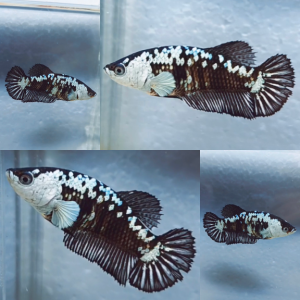 black-mamba-hmpk-betta-female