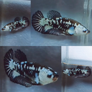 black-mamba-hmpk-betta-female-2