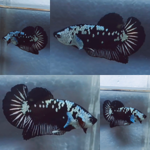 black-mamba-hmpk-betta-male-2