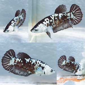 black-mamba-hmpk-betta-female-3