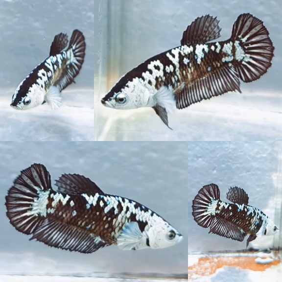 Black Mamba HMPK Betta Female