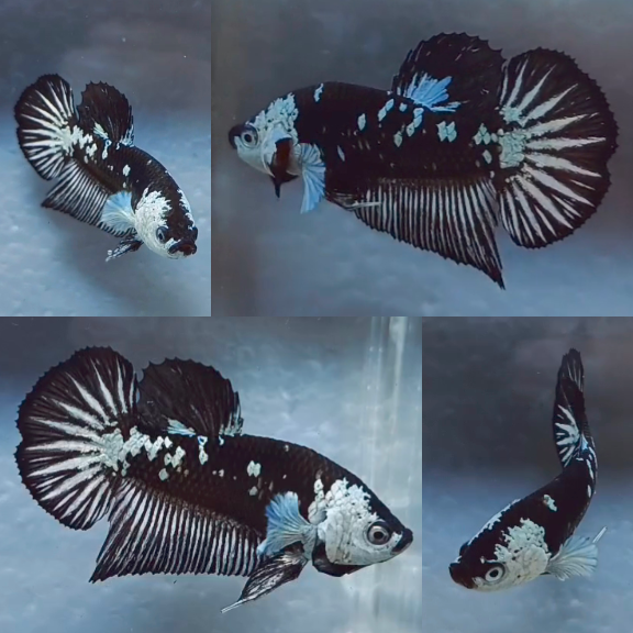 lv_0_20260622212539 Black Mamba HMPK Betta Male