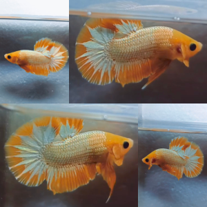 yellow-fccp-hmpk-betta-male