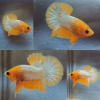 Yellow FCCP HMPK Betta Male