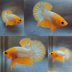 yellow-fccp-hmpk-betta-male-2